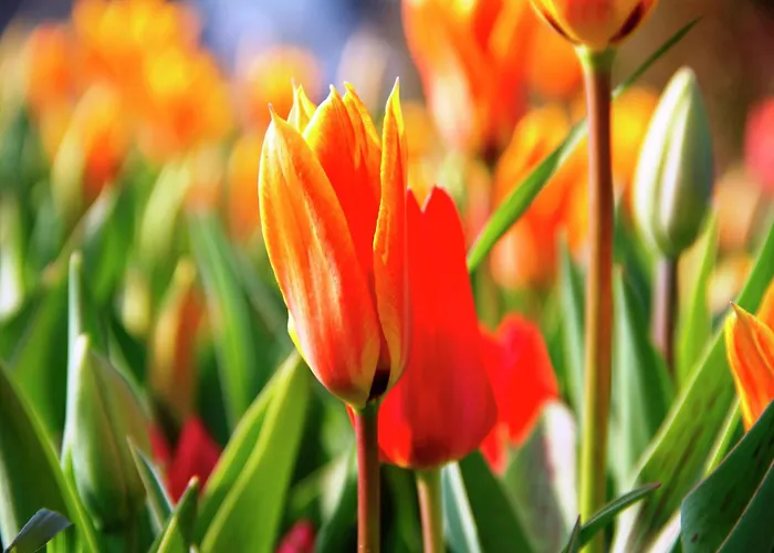 In South Holland Near The